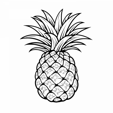 Transparent PNG & SVG Pineapple Drawing Template: Free High-Resolution Download