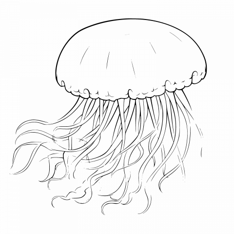 Jellyfish Drawing Template - Free Download Blank Vector Clipart