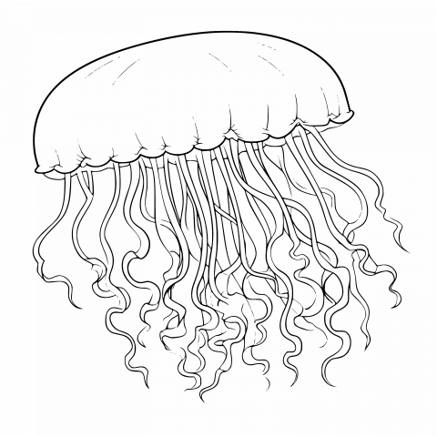 Jellyfish Drawing Template - Free Download SVG and Transparent PNG