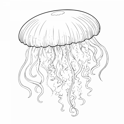 Jellyfish Drawing Template - Free Vector Clipart with Transparent PNG & SVG